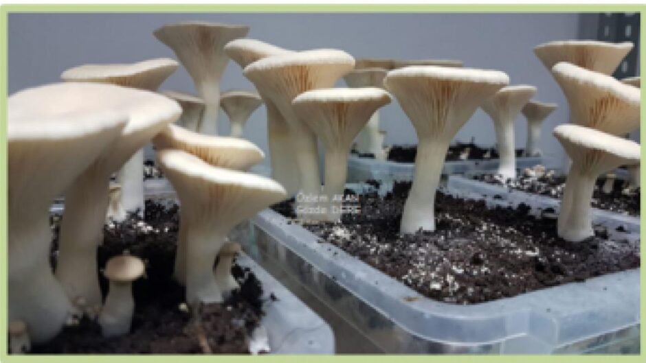 Pleurotus Yetiştiriciliğinde Kanıtlanmış En İyi Ortamlar [2026] - Kapak Görseli